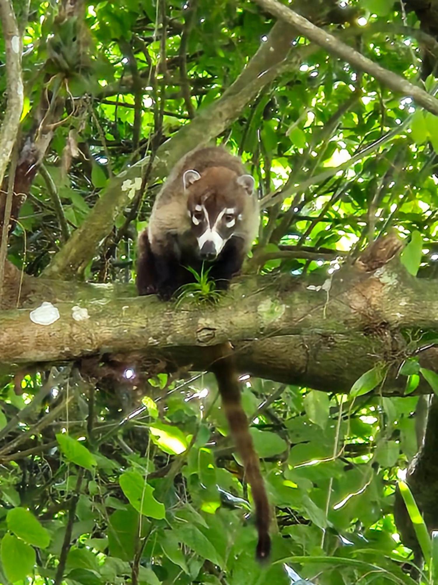 Glamping Monteverde Extérieur photo